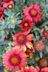 Image result for Gaillardia