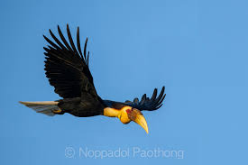 Attēlu rezultāti vaicājumam “Rhynocoris annulatus imago”