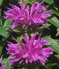 Image result for Monarda didyma