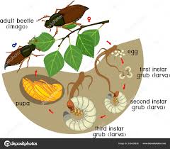 Attēlu rezultāti vaicājumam “Melolontha melolontha imago”