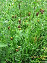 Attēlu rezultāti vaicājumam “Trifolium spadiceum flower”