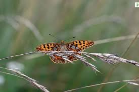 Attēlu rezultāti vaicājumam “Issoria lathonia upperside”