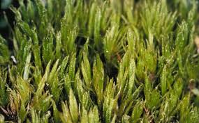 Attēlu rezultāti vaicājumam “| Dicranum”