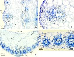 Attēlu rezultāti vaicājumam “Zea mays leaf”