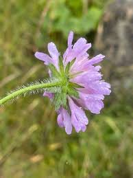 Image result for Knautia arvensis