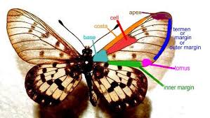 Attēlu rezultāti vaicājumam “Lepidoptera”