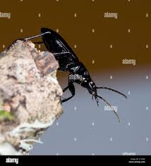 Attēlu rezultāti vaicājumam “Pterostichus niger”