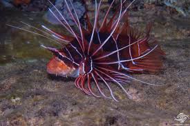 Image result for Pterois radiata