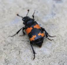 Attēlu rezultāti vaicājumam “Nicrophorus investigator”