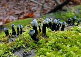 Attēlu rezultāti vaicājumam “Holwaya mucida”