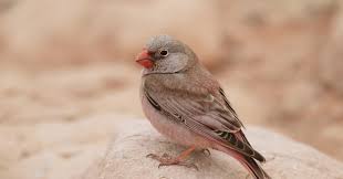 Image result for Bucanetes githagineus