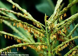 Attēlu rezultāti vaicājumam “Zea mays male flower”