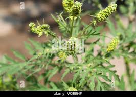 Attēlu rezultāti vaicājumam “Ambrosia artemisiifolia fruit”