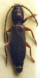 Attēlu rezultāti vaicājumam “Nothorhina punctata”