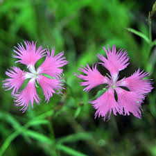 Image result for Steinnelke