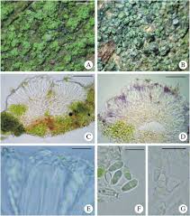 Attēlu rezultāti vaicājumam “Micarea sp.”