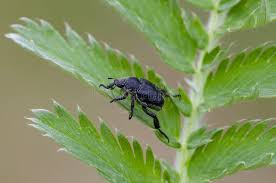 Attēlu rezultāti vaicājumam “Hoplia graminicola”