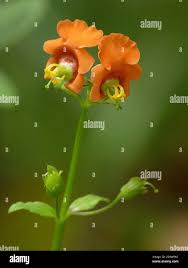 Image result for Alonsoa linearis