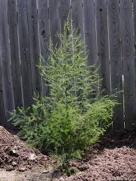 Attēlu rezultāti vaicājumam “Asparagus officinalis”