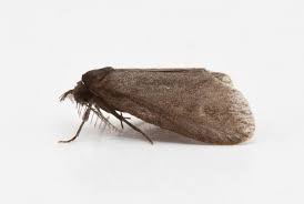 Attēlu rezultāti vaicājumam “Psyche casta”