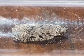 Attēlu rezultāti vaicājumam “Gelechia rhombella”