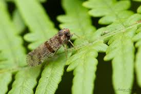 Attēlu rezultāti vaicājumam “Cixius sp.”