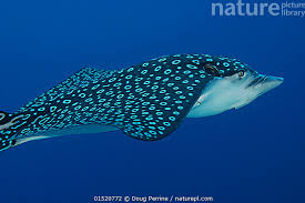 Image result for Aetobatus narinari