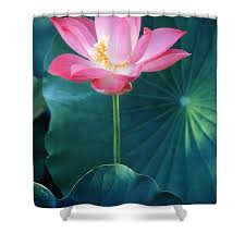 Attēlu rezultāti vaicājumam “Lotus sp. flower”