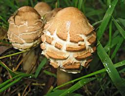 Attēlu rezultāti vaicājumam “Octospora splachnophila spores”