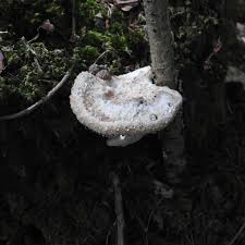 Attēlu rezultāti vaicājumam “Postia guttulata”