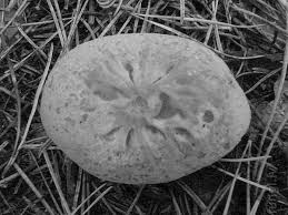 Attēlu rezultāti vaicājumam “Sowerbyella radiculata”