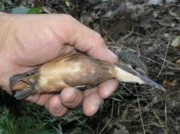 Attēlu rezultāti vaicājumam “Alcedo atthis adult”