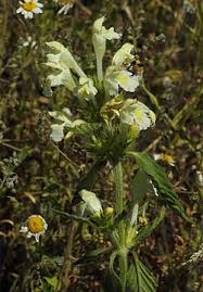 Image result for Galeopsis segetum