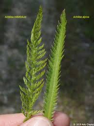 Attēlu rezultāti vaicājumam “Achillea millefolium leaf”