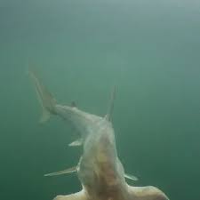 Image result for Sphyrna media