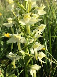 Attēlu rezultāti vaicājumam “Platanthera chlorantha”