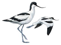 Attēlu rezultāti vaicājumam “Recurvirostra avosetta”