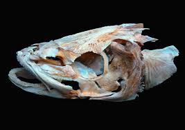 Image result for Rachycentron canadum