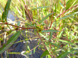 Attēlu rezultāti vaicājumam “Jungermannia sphaerocarpa”