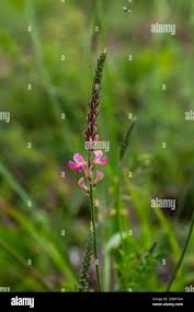 Attēlu rezultāti vaicājumam “Onobrychis arenaria”