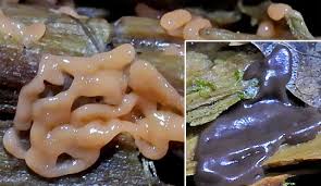 Attēlu rezultāti vaicājumam “Didymium tussilaginis sessile”