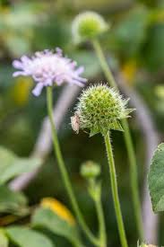 Attēlu rezultāti vaicājumam “Knautia arvensis bud”