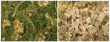 Attēlu rezultāti vaicājumam “Achillea millefolium bud”