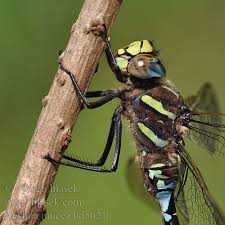 Attēlu rezultāti vaicājumam “Aeshna juncea”