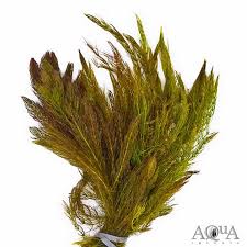 Attēlu rezultāti vaicājumam “Ceratophyllum demersum”