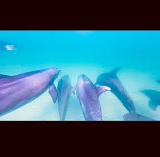 Image result for Belfairs Dolphins Snorkelling Club