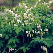 Image result for tränendes Herz