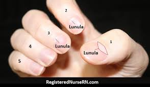 Image result for lunula nail