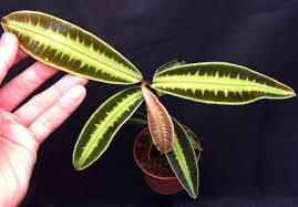 Attēlu rezultāti vaicājumam “Rhabdoweisia fugax sporophyte”