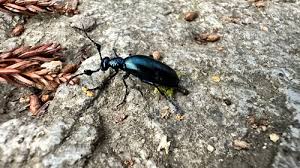 Attēlu rezultāti vaicājumam “Meloe sp. imago”